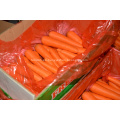 Verduras frescas de zanahoria para la venta